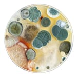 Mold Facts!: Over the years, we have encountered many questions about mold. Inside this article you will learn about 10 key facts about mold. Please pay particular attention to facts number 2, 4, 8, and 10. Learn more!
