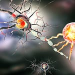 Multiple Sclerosis (MS) and Mold Exposure - MS is caused by the degeneration of the myelin sheath. When this occurs, nerve messages are not transmitted properly. The exact cause of MS is unknown. Several theories focus on genetics, viruses, climate, geography, and environment. Some researchers think mold may be a factor because exposure to Stachybotrys or Chaetomium, can destroy the myelin sheath causing many of the same symptoms that MS victims have. This article explains why some people diagnosed with MS could actually be suffering from toxic mold exposure.