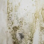 Why Does Mold Grow?