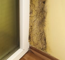Mold Specialist Poughquag NY