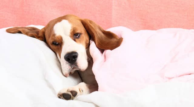 Toxic Mold Can Make Your Pet Sick!