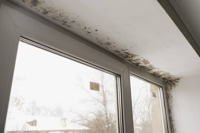 The Top Three Factors That Determine Mold Removal Cost!