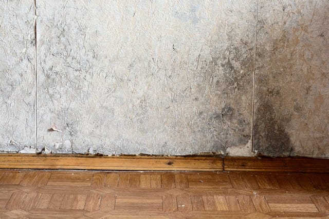 Top 10 Tips To Prevent Basement Mold!