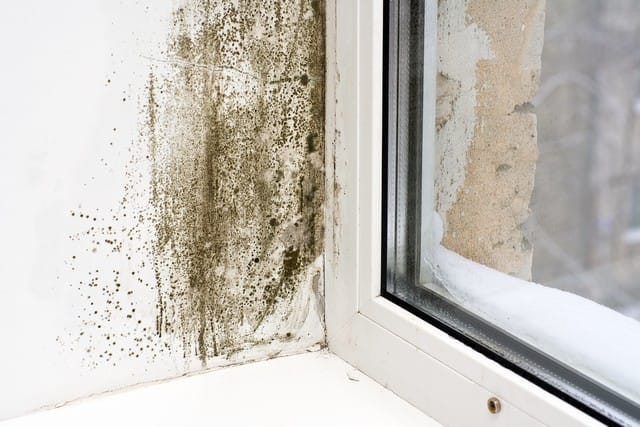 Top 7 Mold Facts You Need To Know!