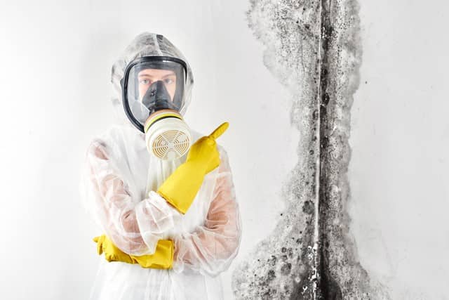What You Need To Know About Mold!