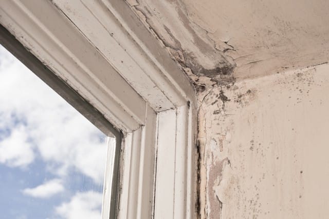 3 Reasons You Should Be Concerned About Mold!
