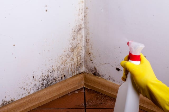 DO NOT Take These 5 Actions If You Find Mold!