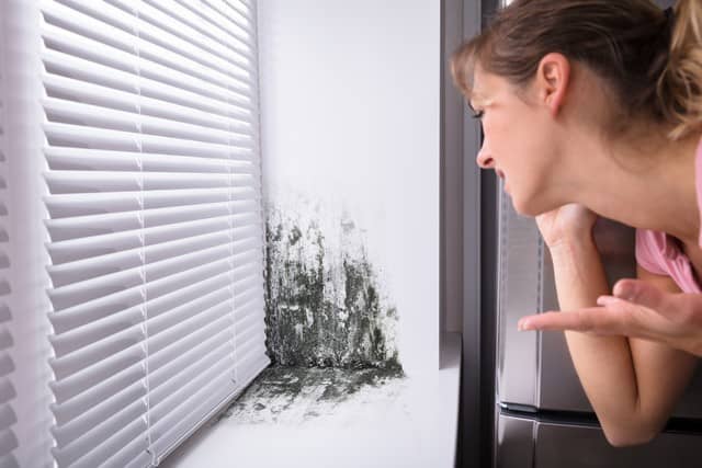Got Mold? Hire Professionals To Remove It!