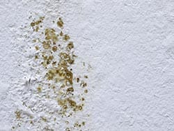 Mold Removal Proccess